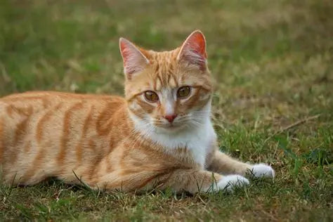 Gatos